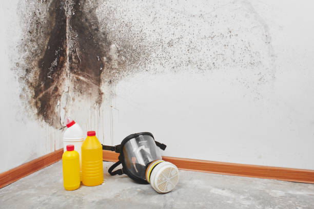 Best Black Mold Remediation in Rockville, MN