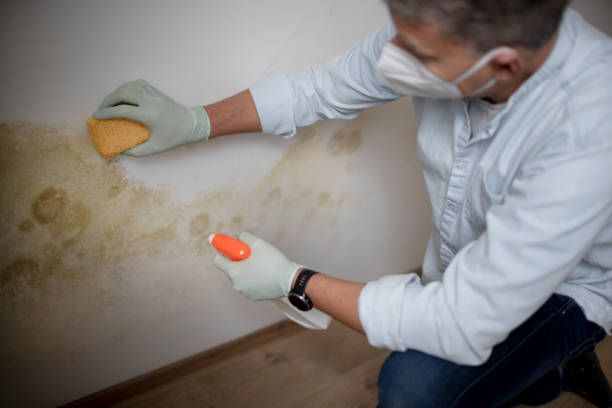 Best Mold Remediation for Schools in Rockville, MN