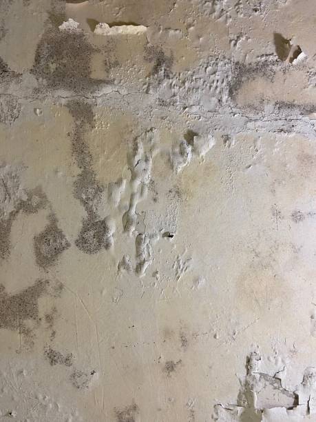 Best Preventive Mold Services in Rockville, MN