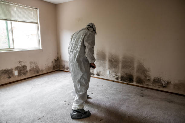 Best Bathroom Mold Remediation in Rockville, MN