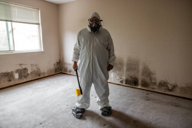Best Attic Mold Remediation in Rockville, MN
