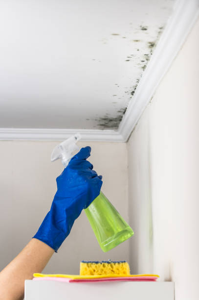 Best HVAC Mold Remediation in Rockville, MN