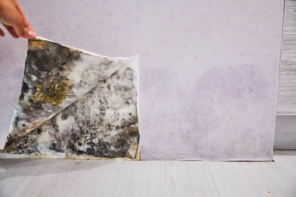 Trusted Rockville, MN Mold Remediation Experts